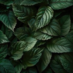 Poster - Close up of a bunch of green leaves, suitable for nature concepts