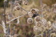 Dry Great Burdock seed heads