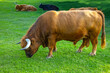 Highland_Cattle_Bulle_0654