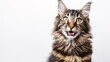 Maine Coon on white background
