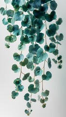 Wall Mural - Foliage hanging on white background. Leaves and thin branches
