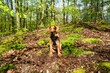 red labrador dog in the forest with a portrait