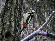 Great spotted woodpecker - Dendrocopos major perching next to its nest hole on a tree trunk in a deciduous forest