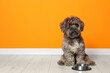 Cute Maltipoo dog and his bowl on floor near orange wall, space for text. Lovely pet