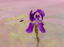 Bee Flying To Flower Over Coloured Water