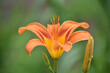 Beautiful Orange Daylily Budding and Flowering in the Summer