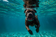 Cane corso diving underwater, funny dog underwater, summer mood concept, vacation, tropics, ocean.