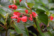 Pretty Red Begonia Flowers Blooming and Flowering