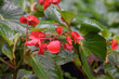 Waxed Leaf Red Blooming Begonia Flower Blossoms