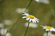 Lone Wild Daisy Flower Blossom Blooming