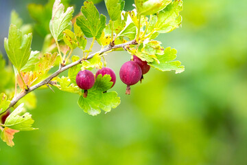 Wall Mural - Ripe gooseberry berries in the garden close-up on a blurred background