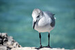 Gull Standing by the Warm Tropical Waters