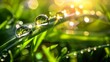 Large water drops of dew with reflecting sun on stem of green grass on light green background with bokeh. Beauty and purity of environment.