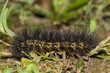Salt marsh moth caterpillar (Estigmene acrea) insect ground level, fuzzy nature Springtime pest control.