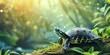Turtle Perched on Tree Branch
