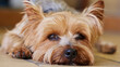 Dog, ground and home with Yorkshire Terrier, relax and pet with face and calm behaviour. Fur, rescue puppy and animal ready for a rest with comfort in a new house with care and loyal yorkie on floor