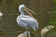 large waterfowl white pelican on a stone