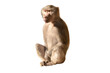 Female baboon isolated on white background