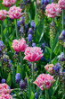 pink, white tulip Lets Dance between the light and dark blue muscari