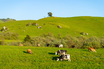 Cows grazing in the picturesque rolling hills of Petaluma, California.