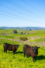 Wall Mural - Cows grazing in the picturesque rolling hills of Petaluma, California.