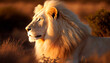 Albino Twilight: White Lioness Tracking Prey