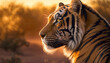 Sunset Hunt: Tiger Tracking Prey