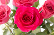 Beautiful bouquet of gorgeous pink red rose flowers closeup on white  background. Greeting floral card. 