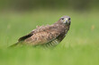 Common buzzard - Buteo buteo on ground in spring green grass. Green background. Photo from Lubusz Voivodeship in Poland.	