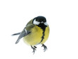 The Great tit is shown in close-up in the statics isolated on white background