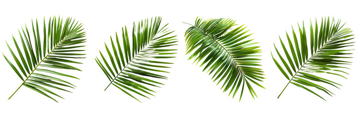 Wall Mural - Set of a coconut leaves on a ,transparent background