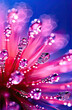 Macro of water drops on pink flower petals, abstract background