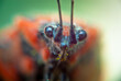 Macro Close-Up of a Butterflys Face