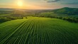 Optimizing Crop Yield: Data Analysis in Cornfield Farming