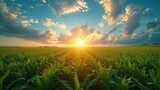 Fototapeta Londyn - Smart Agriculture: Data Insights for Green Corn Crop Management