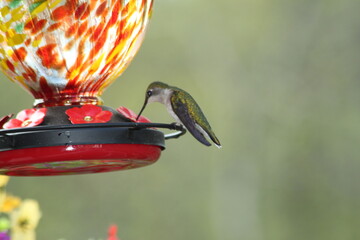 Canvas Print - Hummingbird