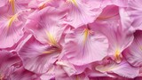 Fototapeta Przestrzenne - flower petals pink background.