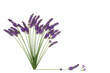 Lavender flower herb used in natural alternative herbal medicine. Abstract healthy adaptogen food eating floral nature design on white background.  