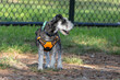 Schnauzer dog wearing bright orange harness