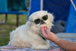 Dog wearing Aviator sunglasses