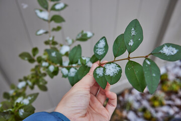 Hand holds bush with snow on it