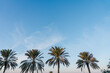 © Daniel Gonzalez/Stocksy - Several palm trees with blue sky in the background