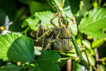 Canvas Print - grasshoppers on a leaf