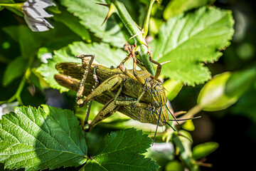 Sticker - grasshoppers on a leaf