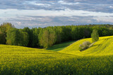 Fototapeta Na sufit - Krajobraz rolniczy, uprawy rzepaku w Europie, Polska. 