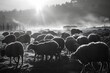 Compact flock of sheep walking and eating in the pasture. Black and white photography a true moment of mountain rural life na large and compact flock of sheep crosses the 