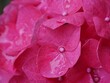 Rosa Hortensien-Blüte
