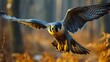 A striking image of a peregrine falcon mid-flight, its keen eyes focused and wings sharply positioned as it soars through the sky.



