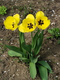 Fototapeta Tulipany - Żółte tulipany