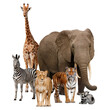 © Rawpixel.com - Safari animals png, wildlife, zoo campaign on transparent background